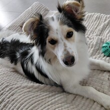 THEO, Hund, Kokoni-Mix in Berlin
