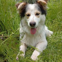 THEO, Hund, Mischlingshund in Griechenland