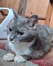 FANTASMA, Katze, Europäisch Kurzhaar in Bramsche