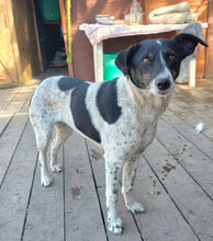 GUDRUN, Hund, Mischlingshund in Rumänien