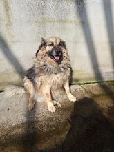 ARGO, Hund, Mischlingshund in Italien