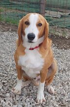 ROMEO, Hund, Mischlingshund in Italien