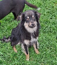 GEDA, Hund, Mischlingshund in Italien