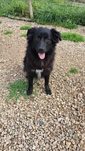 GIADA, Hund, Mischlingshund in Italien