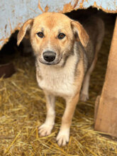 BARBARA, Hund, Mischlingshund in Rumänien