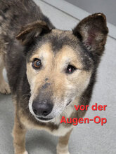 CAPTAINJACK, Hund, Mischlingshund in Rumänien