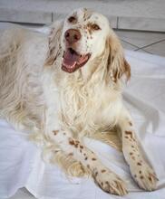 SAMMY, Hund, English Setter in Rödersheim-Gronau