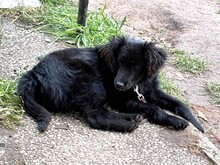 HOPE, Hund, Mischlingshund in Visselhövede