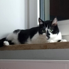 MAUSI, Katze, Europäisch Kurzhaar in Lauf