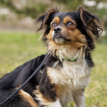 LILLI LOU, Hund, Mischlingshund in Lauf