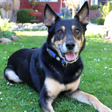 SKYLO, Hund, Mischlingshund in Lauf