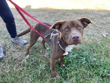 ANGEL, Hund, Mischlingshund in Hamburg