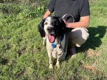 LUCKY, Hund, Mischlingshund in Hamburg