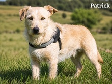 PATRICK, Hund, Mischlingshund in Portugal