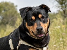 CALVIN, Hund, Mischlingshund in Portugal