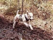 JUPP, Hund, Großpudel in Hamburg