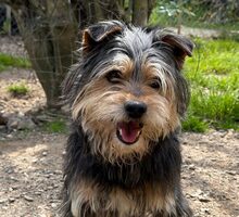 GIACOMINO, Hund, Terrier-Mix in Hellenhahn-Schellenberg