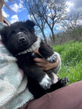 NASUC, Hund, Mischlingshund in Rumänien