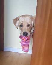 KALLE, Hund, Labrador Retriever in Hamburg