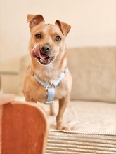 IGGY, Hund, Mischlingshund in München