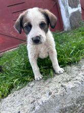 BOSCO, Hund, Mischlingshund in Rumänien