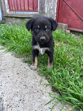 PIXEL, Hund, Mischlingshund in Rumänien