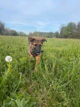 CASHA, Hund, Mischlingshund in Kolkwitz