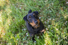 LEXA, Hund, Terrier-Mix in Kroatien