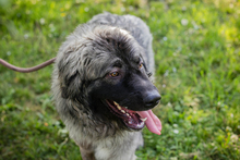 BUTZ, Hund, Kaukasischer Owtscharka-Mix in Kroatien