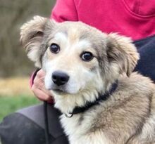 SNOWY, Hund, Mischlingshund in Slowakische Republik