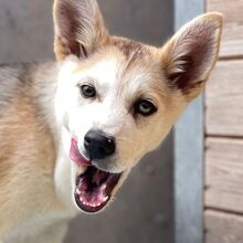 ALMA, Hund, Husky-Schäferhund-Mix in Spanien