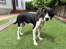 GRECO, Hund, Mischlingshund in Oberboihingen