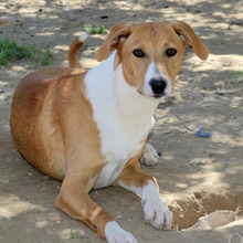 FIDELIO, Hund, Mischlingshund in Diemelstadt