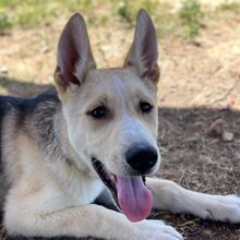 FINN, Hund, Husky-Schäferhund-Mix in Spanien