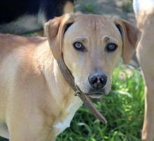 NABUCCO, Hund, Mischlingshund in Diemelstadt