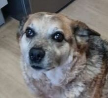 BONNI, Hund, Mischlingshund in Geroldsgrün