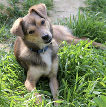 MEI, Hund, Mischlingshund in Griechenland