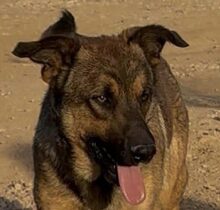SIRIUS, Hund, Mischlingshund in Weisenheim am Sand