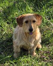 GUBER, Hund, Mischlingshund in Bulgarien