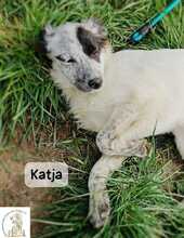 KATJA, Hund, Mischlingshund in Bosnien und Herzegowina