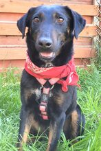 YAGI, Hund, Mischlingshund in Memmingen