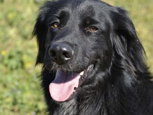 ROMEO, Hund, Mischlingshund in Bellheim