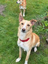 MONTY, Hund, Mischlingshund in Neustadt