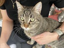 SEBASTIAN, Katze, Europäisch Kurzhaar in Italien