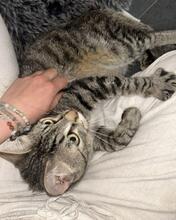 SEBASTIAN, Katze, Europäisch Kurzhaar in Düsseldorf