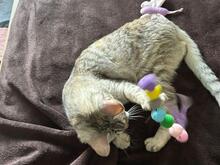MOLLY, Katze, Europäisch Kurzhaar in Düsseldorf