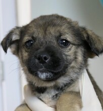 WELPE1G, Hund, Mischlingshund in Rumänien