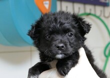 WELPE4G, Hund, Mischlingshund in Rumänien