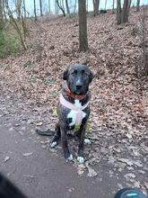 KANI, Hund, Cane Corso in Bremen