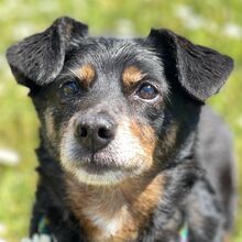 MARY, Hund, Mischlingshund in Spanien